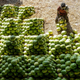 Watermelons at a Hyderabad fruit market in 2020.